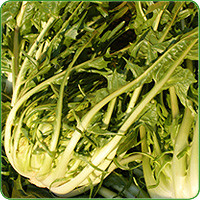 Puntarelle