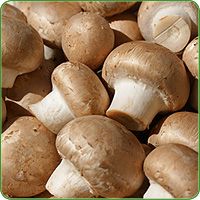 Champignons Pilze Nahaufnahme