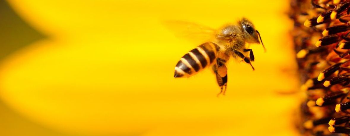 Fleißige Biene am Honig Flug