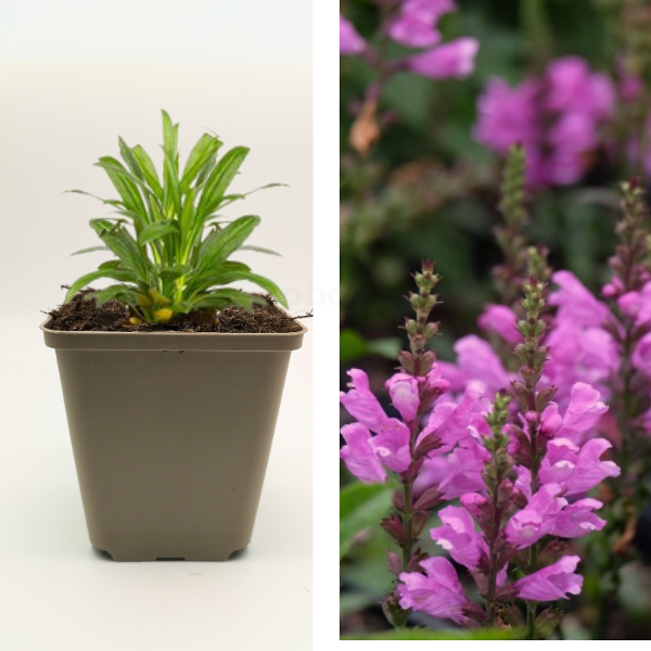 Produktfoto zu Gelenkblume 'Red Beauty'