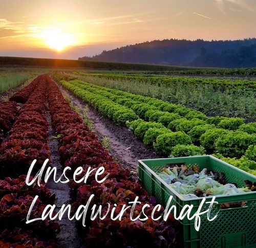 Acker mit Salat der Ökokiste Baumannshof im Zenngrund