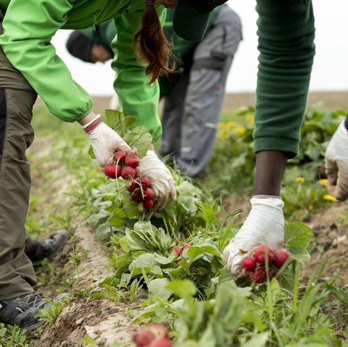 Mitarbeiter ernten Radieschen am Acker