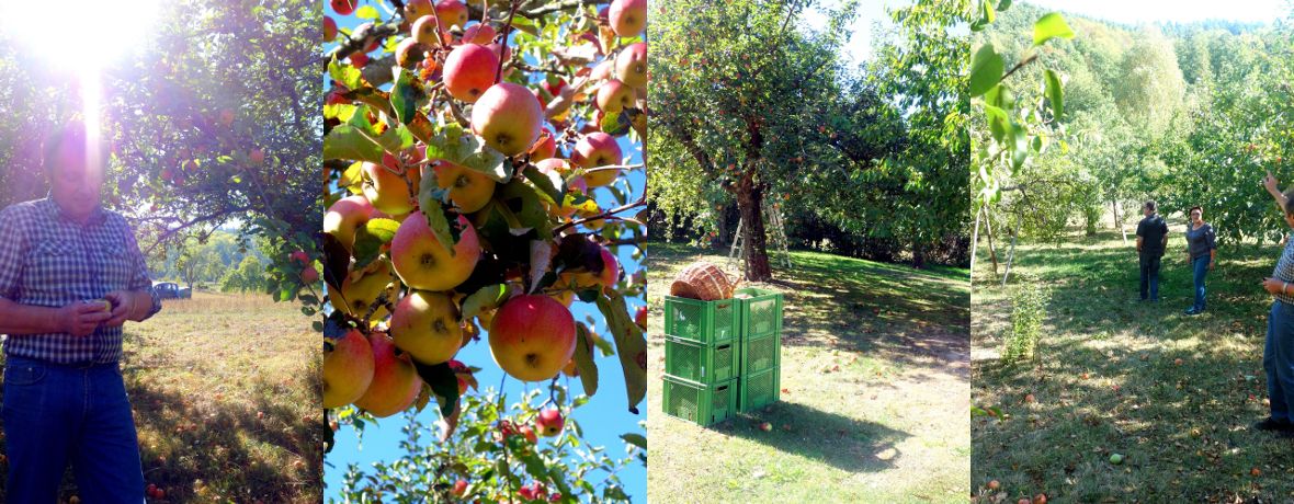 Apfelbaum Apfel und Apfelernte